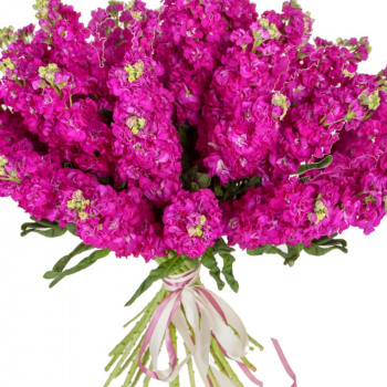 Букет из 25 малиновых маттиол